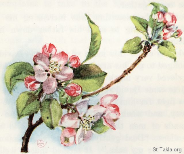 St-Takla.org Image: Apple blossoms "apple tree flowers" (Song of Solomon 2:3) - from "Standard Bible Story Readers", book 6, Lillie A. Faris     :   :   ͡   -   "    "  ӡ  . 