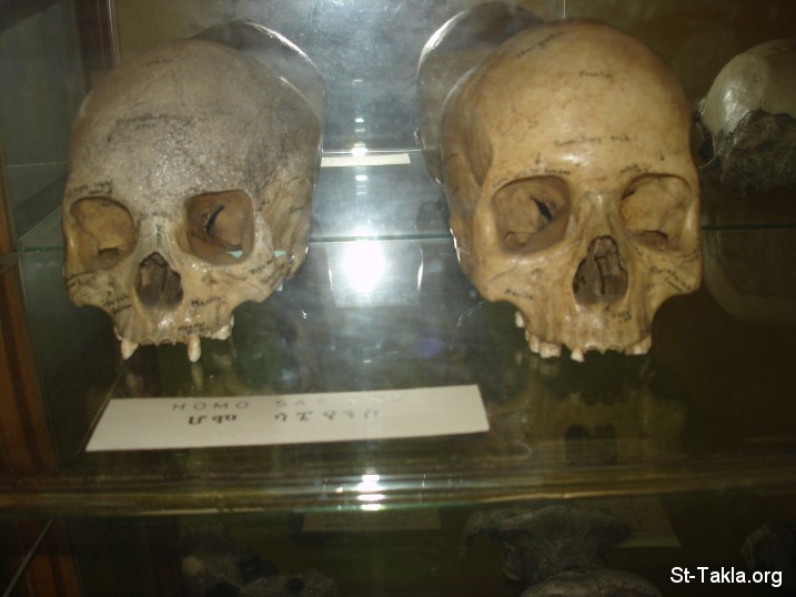 St-Takla.org Image: Human skulls: Homo Sapiens - Natural History Zoology Museum, Addis Ababa, from St-Takla.org's Ethiopia visit - Photograph by Michael Ghaly for St-Takla.org, April-June 2008     :   :   -           -      ʡ       ǡ  -  2008