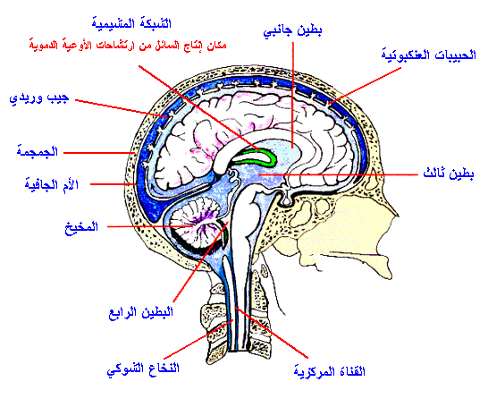 St-Takla.org Image: Human brain (with Arabic tags)     :   -  