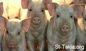 St-Takla.org Image: Pigs     : 