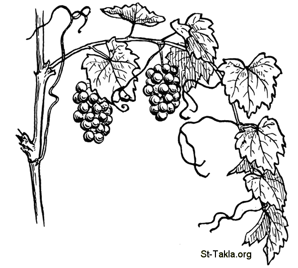St-Takla.org         Image: Grape Vine صورة: الكرمة، كرمة، شجرة عنب