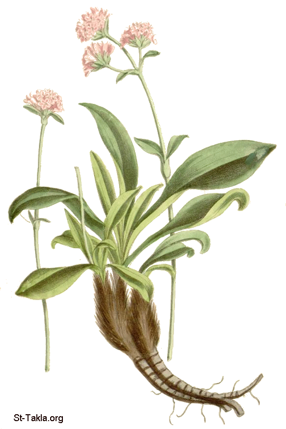St-Takla.org Image: Spikenard (Nardostachys grandiflora or Nardostachys jatamansi; also called nard, nardin,and muskroot)     :     