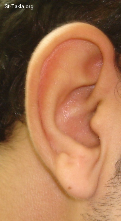 St-Takla.org Image: Human ear - Photograph by Michael Ghaly for St-Takla.org     :    -    :   