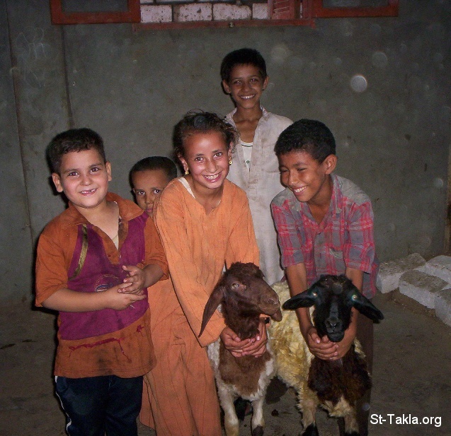 St-Takla.org Image: Some children playing with goats at one of Egypt's villages, happiness     :             ѡ ͡ 