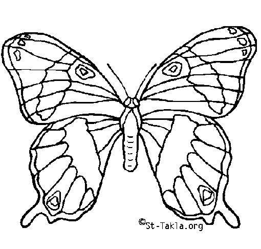 Butterfly Pictures To Colour