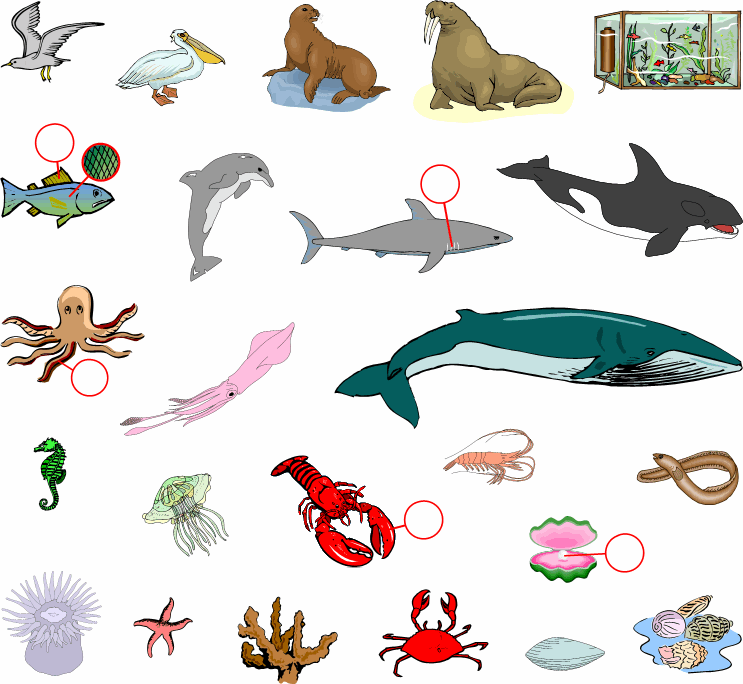 Sea Animals Pictures For Kids | Sea animals pictures