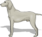 St-Takla.org Image: A dog     : 