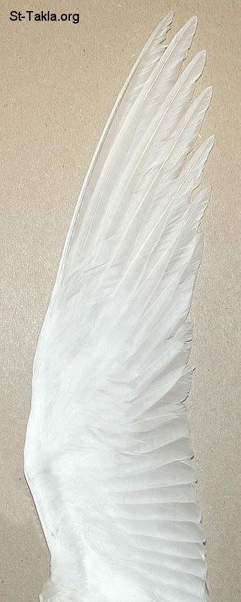 St-Takla.org Image: Bird wing, free     : ɡ  