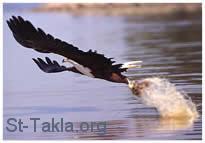 St-Takla.org Image: An eagle catching fish صورة في موقع الأنبا تكلا: نسر يصطاد سمكة