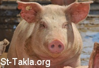 St-Takla.org             image:  A pig   