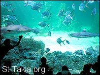 St-Takla.org Image: Sharks with fish     :    