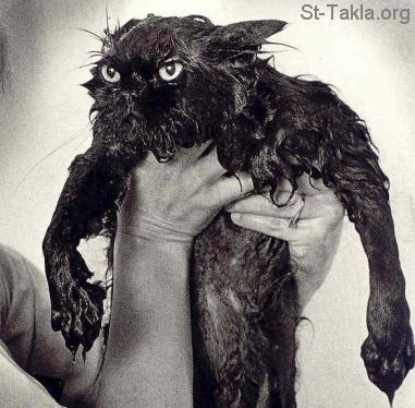 St-Takla.org Image: Wet cat     :  