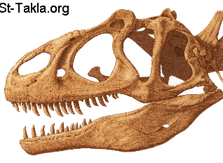 St-Takla.org Image: Dinosaur skull     :    