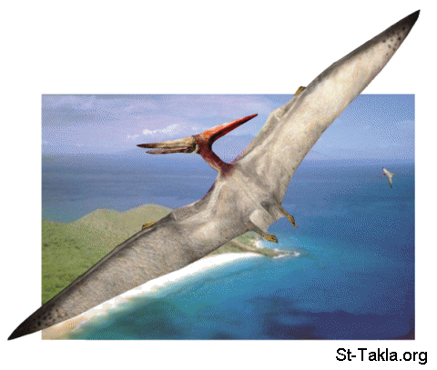 St-Takla.org Image: Dinosaur named Pteranodon     :  