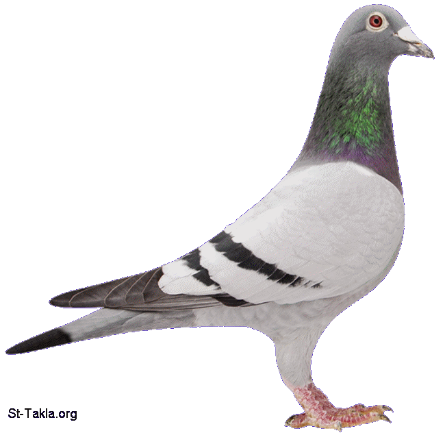 St-Takla.org Image: A pigeon     : 