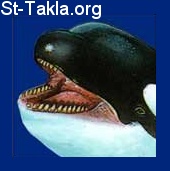St-Takla.org Image: Denticete whale     :    