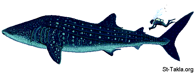 St-Takla.org Image: Rhincodon Typus whale, it doesn't attack man, and eats phytoplankton صورة في موقع الأنبا تكلا: حوت من نوع راينكودون تايبوس وهو لا يهاجم الإنسان، ويأكل الفايتوبلانكتون