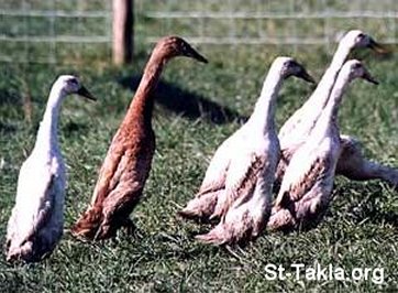 St-Takla.org Image: Ducks     : 