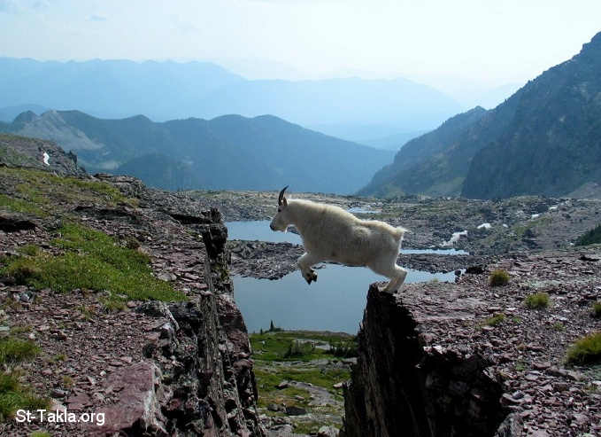 St-Takla.org Image: Goat jumping     :    