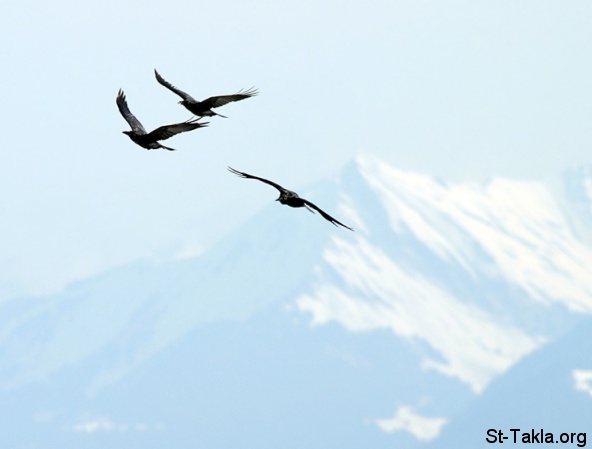 St-Takla.org Image: Three birds     :  