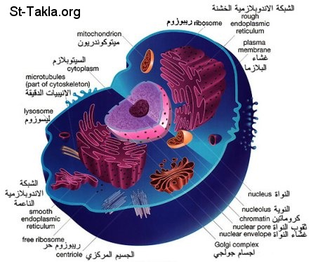منتديات لك النسائية الأرشيف