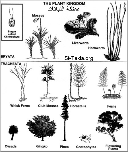 St-Takla.org Image: The plant kingdom, and note that the single celled chlorophyte doesn't exist anymore     :   -          