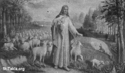 St-Takla.org Image: Jesus with sheep     :   