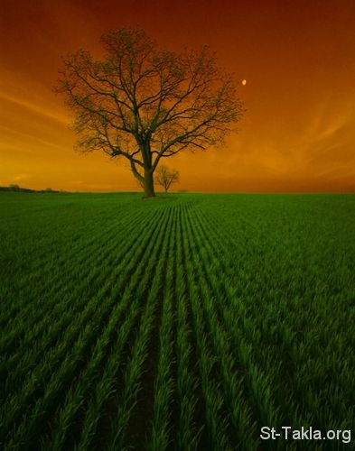 St-Takla.org Image: Feild and a tree     :   