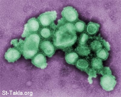 St-Takla.org             image:  Swine Flu Virus     