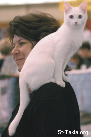 St-Takla.org             image:  Woman with her cat, kitten  ���� ����� �� ����� | ����� ������ ���