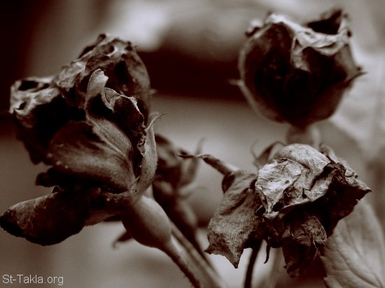 St-Takla.org Image: Dead roses     :  