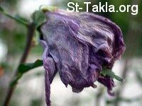 St-Takla.org Image: Wilt rose     :  