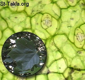 St-Takla.org Image: Outside of a plant cell     :   