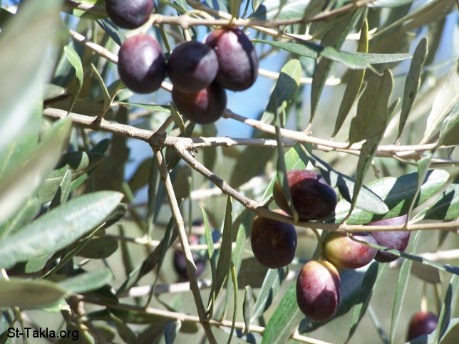 St-Takla.org Image: Olives on an Olive tree صورة في موقع الأنبا تكلا: ثمرات الزيتون، على شجرة زيتون، شجر زتون