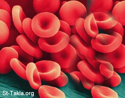 St-Takla.org Image: Red blood cells صورة في موقع الأنبا تكلا: خلية دم - خلايا الدم الحمراء