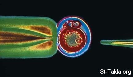 St-Takla.org Image: Genetic engineering     :  