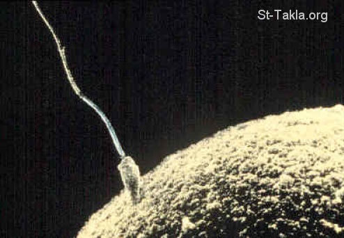 St-Takla.org         image:  Sperm penetrating an ovum during fertilization         ���� ������� ������ ����� ������� ��� �������