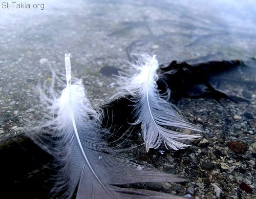St-Takla.org Image: Bird feathers     :  