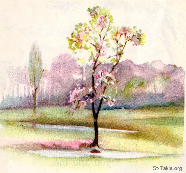 St-Takla.org Image: An Apple Tree in Blossom - Song of Solomon 2:3 صورة في موقع الأنبا تكلا: شجرة تفاح مثمرة ومزهرة - نشيد الأنشاد 2: 3