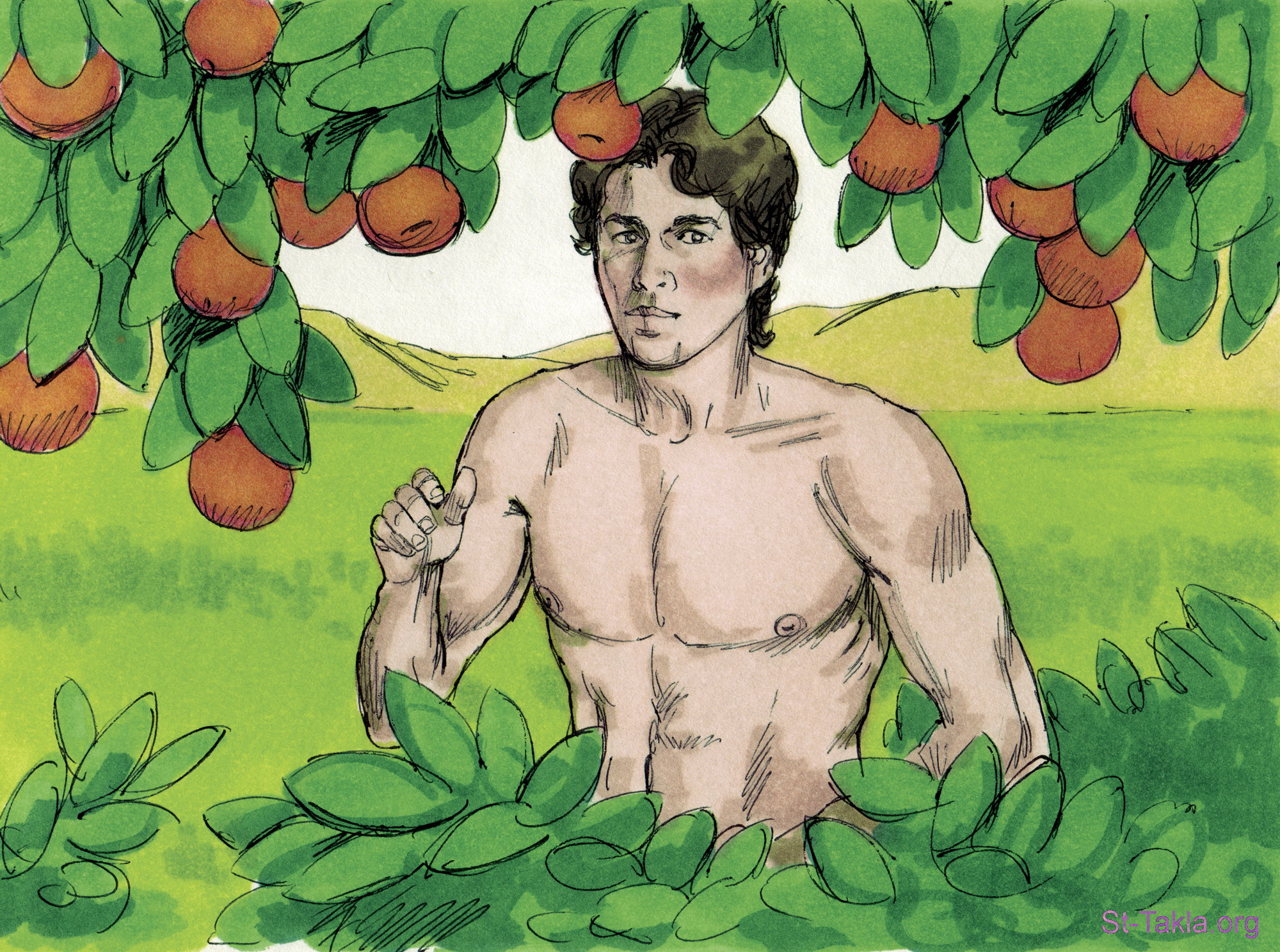 Яблоко Адама