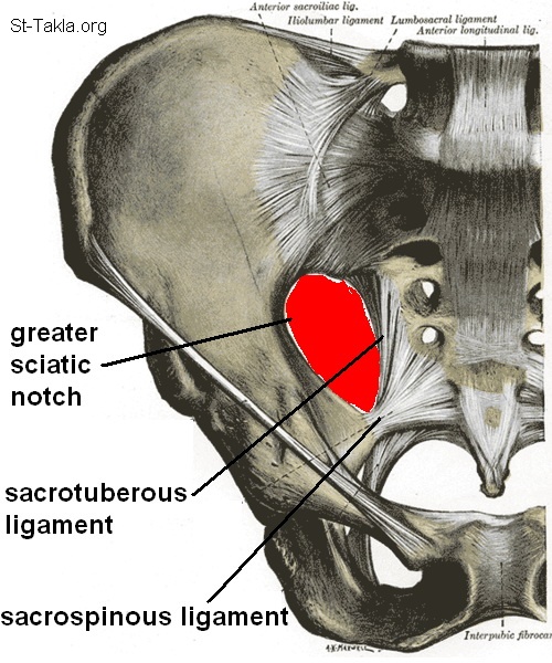 greater-lesser-sciatic-foramen-structures-passing-through-them