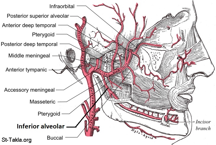 Inferior Alveolar Artery