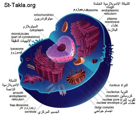 St-Takla.org Image: Human cell صورة في موقع الأنبا تكلا: خلية الإنسان