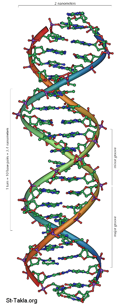 St-Takla.org Image: DNA double helix two lines structure صورة في موقع الأنبا تكلا: اللولب المزدوج - لولب ثنائي للـ دي إن إيه
