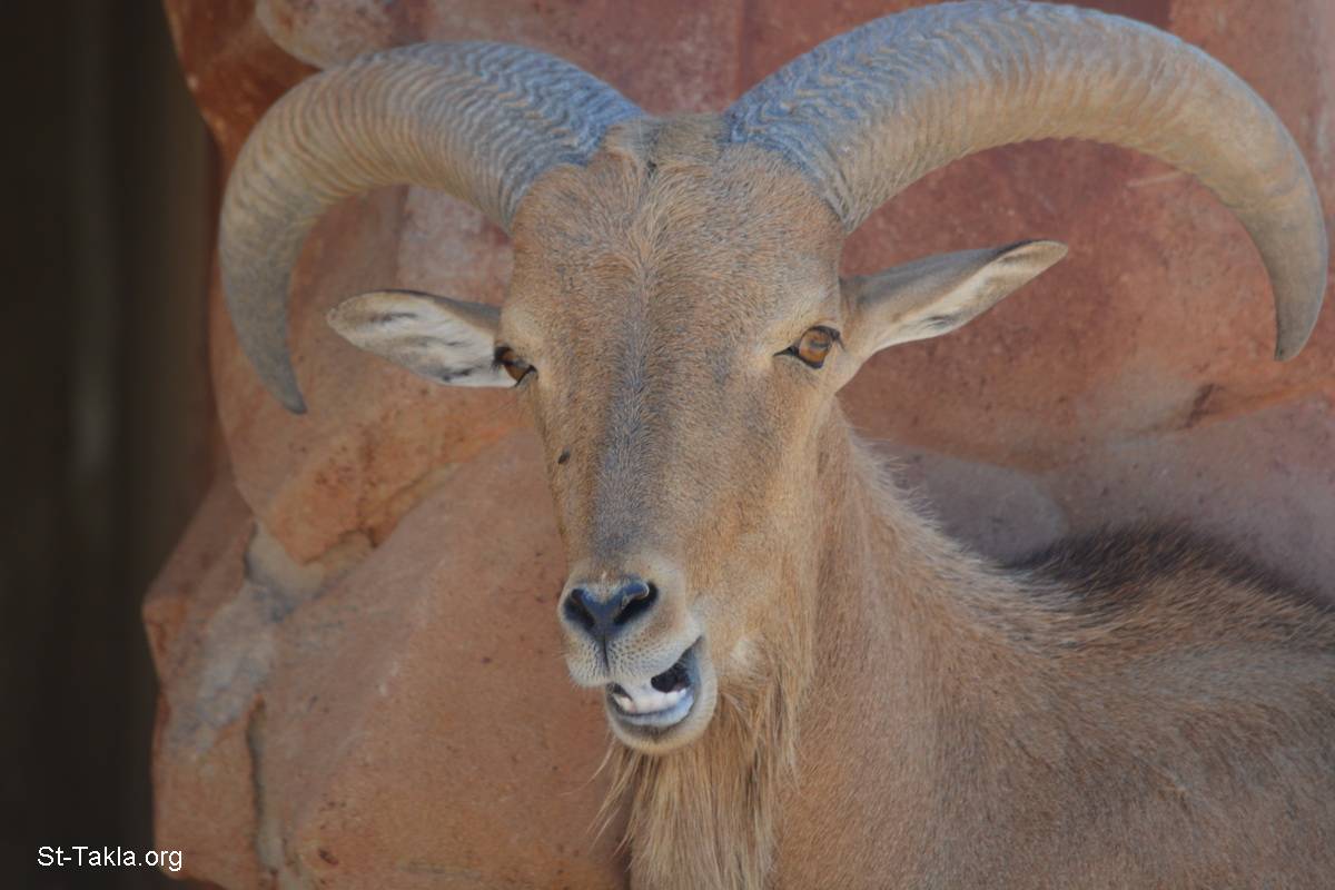 Image: alex zoo 2015 barbary sheep 0298