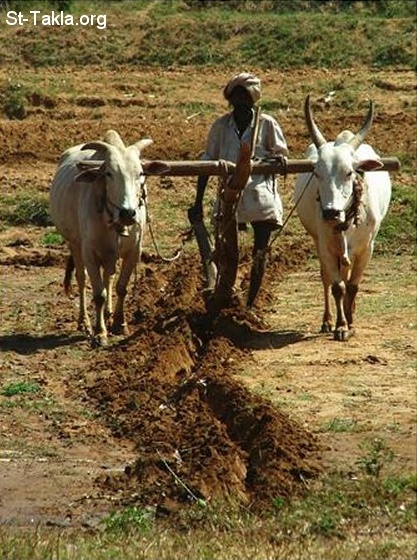 St-Takla.org Image: Two Ox with yoke for the Plough صورة في موقع الأنبا تكلا: ثوران (ثور) موضوع عليهم النير، للمحراث