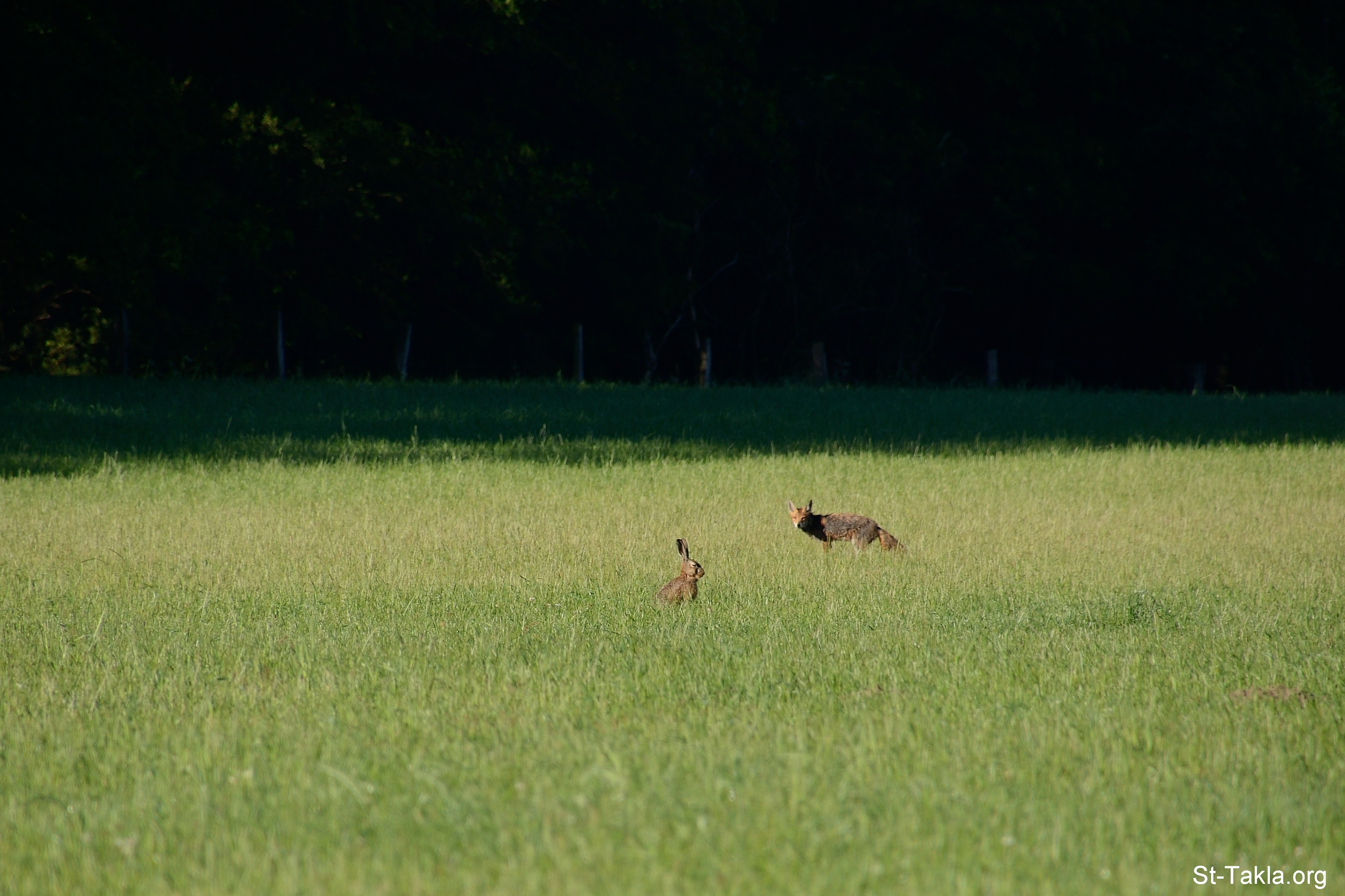 قصة: الارنب المسكين وصديق السوء | St-Takla.org