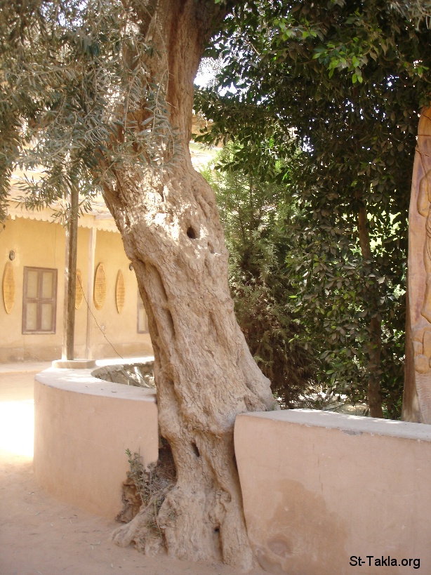 شجرة أشجار St Takla Org