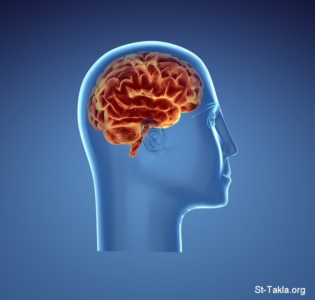 St-Takla.org Image: Human Brain, Intelligence, Mental Health صورة في موقع الأنبا تكلا: المخ البشري، الذكاء، الصحة العقلية