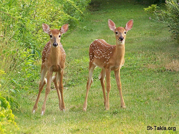 St-Takla.org Image: Two Fauns, deer صورة في موقع الأنبا تكلا: ظبيتان، إيل
